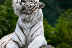 IoWZoo_0906