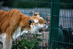 IoWZoo_1062