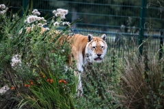 IoWZoo_1152
