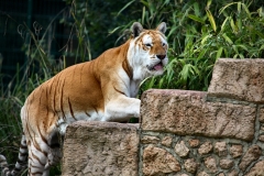 IoWZoo_1178