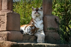 IoWZoo_1322