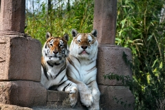 IoWZoo_1375