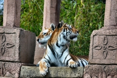 IoWZoo_1462