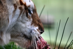 IoWZoo_1946