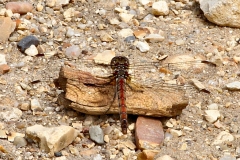 BrownseaIsland_0125