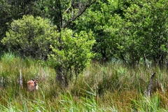 BrownseaIsland_0275