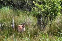 BrownseaIsland_0276