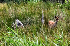 BrownseaIsland_0288