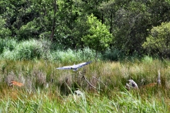 BrownseaIsland_0302