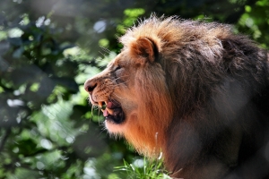 2010-08-04---Paignton-Zoo