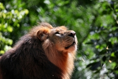 PaigntonZoo_0077