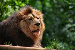 PaigntonZoo_0209