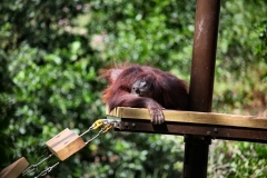 PaigntonZoo_0422