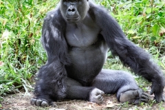 PaigntonZoo_0515