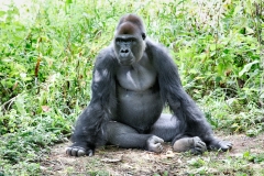 PaigntonZoo_0562