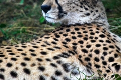 PaigntonZoo_0568