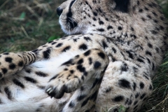 PaigntonZoo_0586