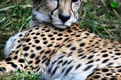 PaigntonZoo_0602