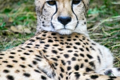 PaigntonZoo_0701
