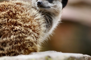 2010-08-05_-_Exmoor_Zoo