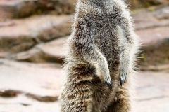 ExmoorZoo_0065-849820490