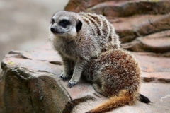ExmoorZoo_0068