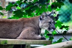 ExmoorZoo_0176