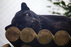 ExmoorZoo_0200