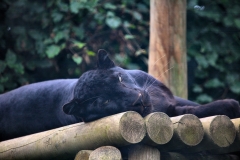 ExmoorZoo_0236