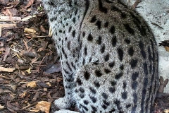 ExmoorZoo_0287