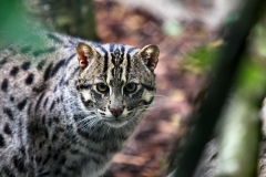 ExmoorZoo_0326
