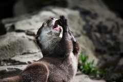 ExmoorZoo_0784