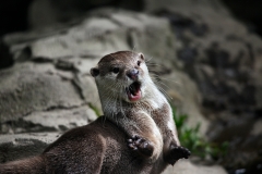 ExmoorZoo_0788
