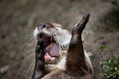 ExmoorZoo_0834