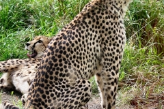 ExmoorZoo_0920