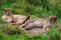 ExmoorZoo_0969
