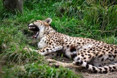 ExmoorZoo_1293