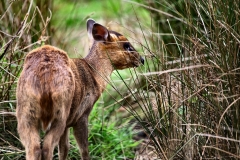 ExmoorZoo_1345