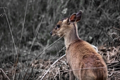 ExmoorZoo_1358