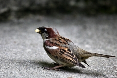 ExmoorZoo_1481