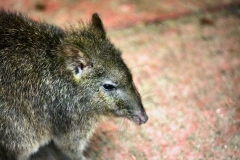 ExmoorZoo_1500