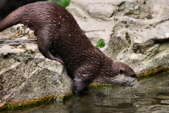 ExmoorZoo_1605