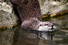 ExmoorZoo_1620