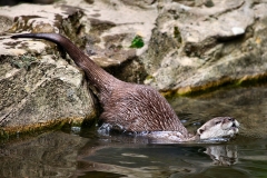 ExmoorZoo_1621