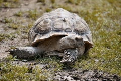ExmoorZoo_1669
