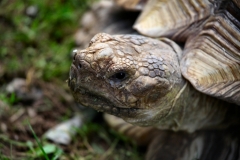 ExmoorZoo_1703