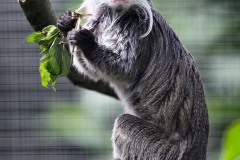 ExmoorZoo_1715
