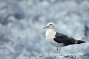 2010-08-06_-_Skomer_-_Day_1