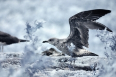 IR-Skomer_0018