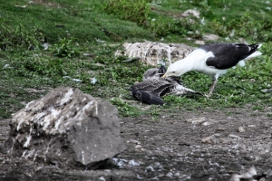 2010-08-07_-_Skomer_-_Day_2